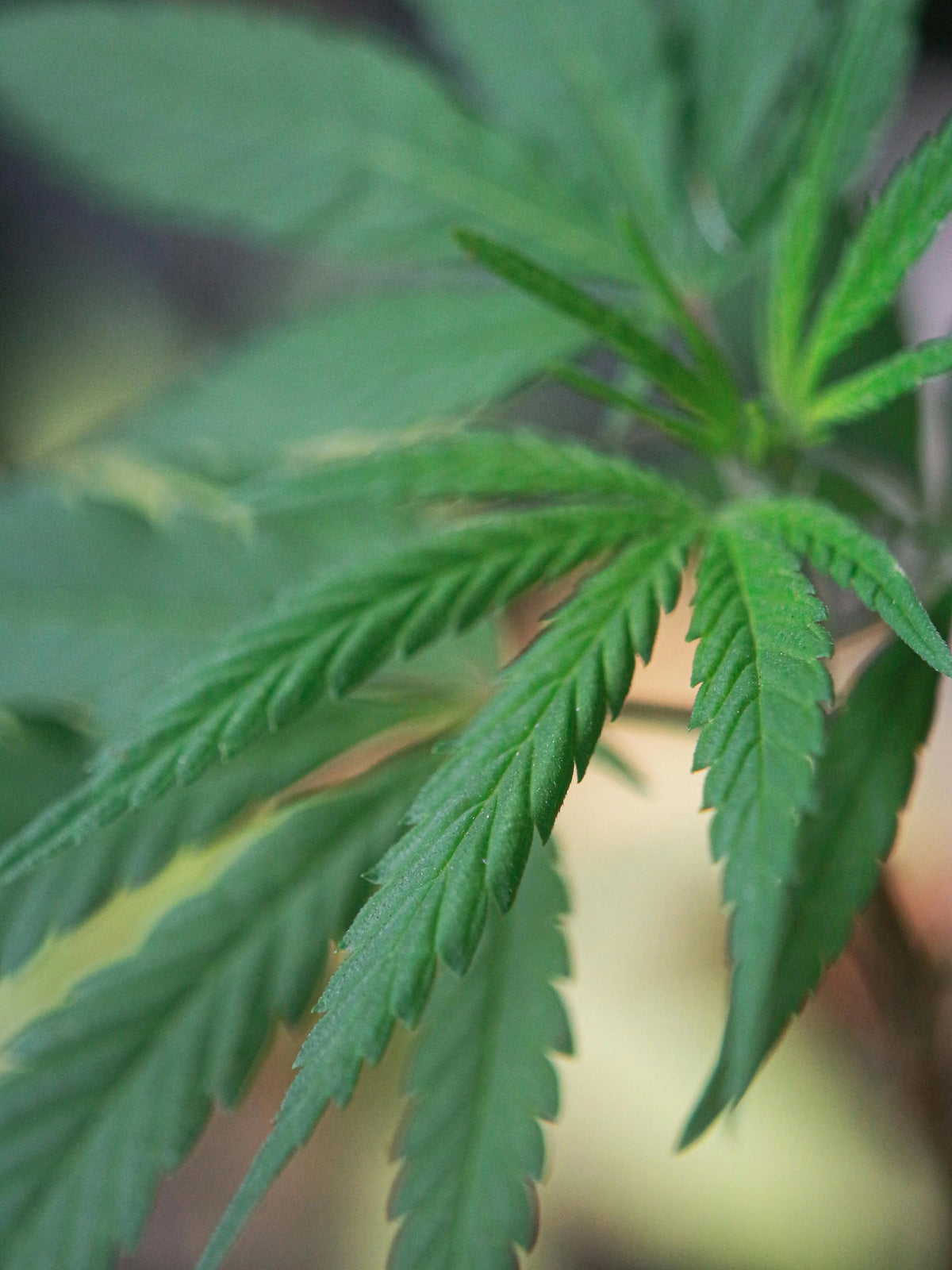 What Is a THC Beverage? A Beginner's Guide